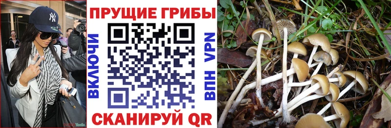Галлюциногенные грибы Psilocybe  блэк спрут   Новоульяновск 